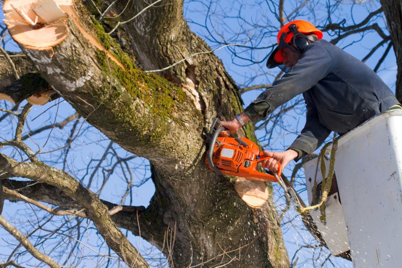 Tree Removal Services