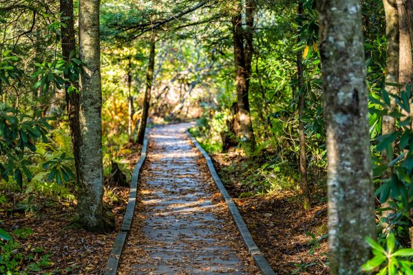 Cost of Trail Clearing in Davenport